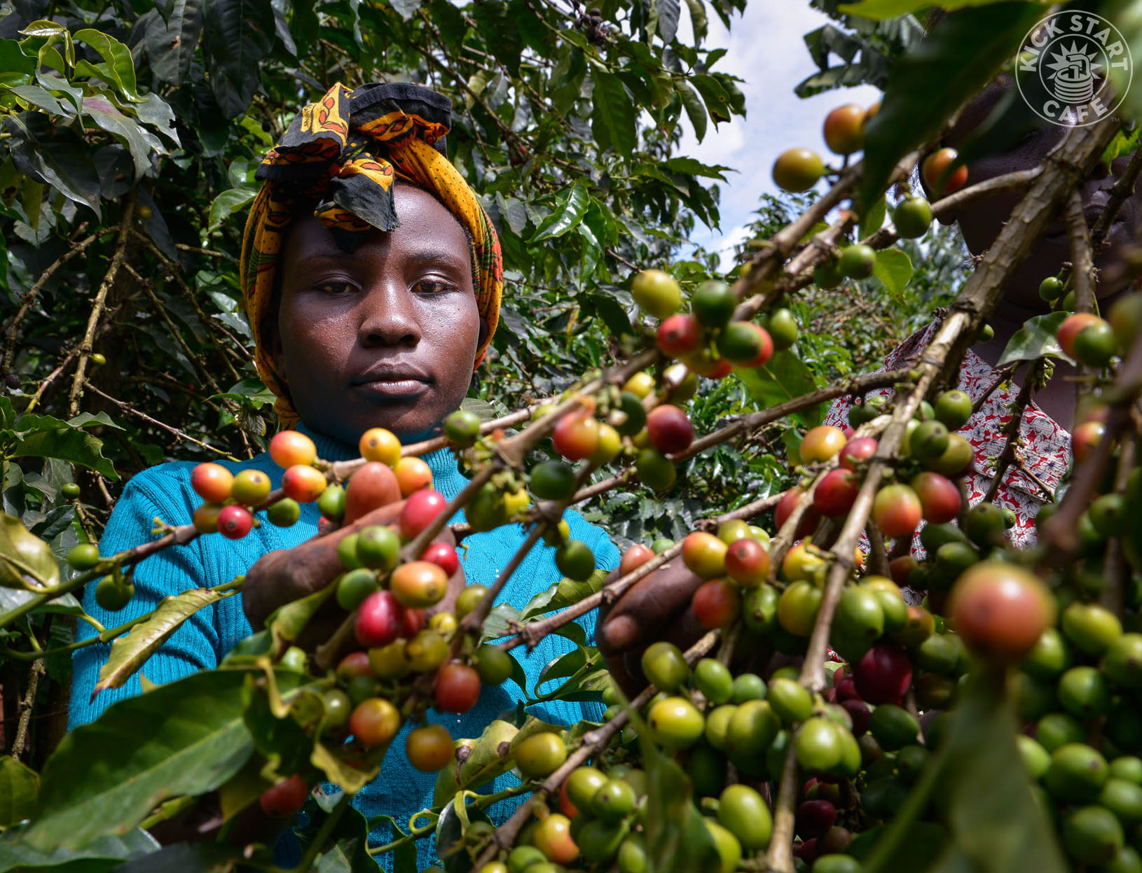 Kenyan Coffee
